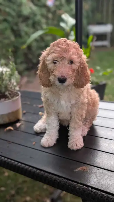 Goldendoodle Puppies, View more