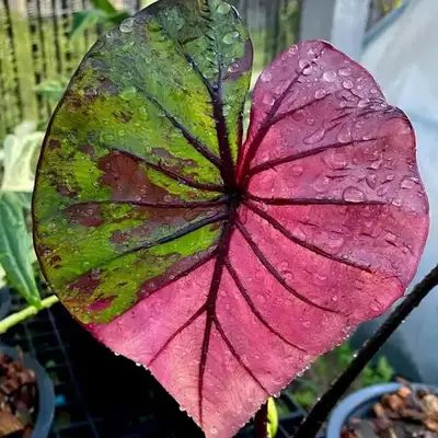 Colocasia Bulb Pharaoh Fuchsia Pink Shipping is $34.50