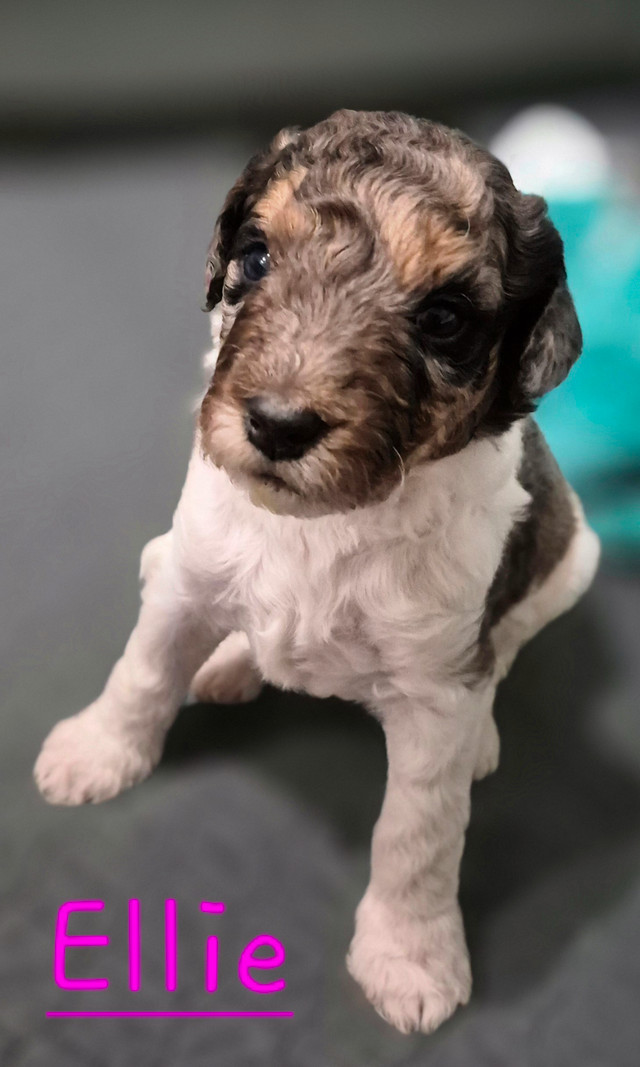 Stunning Bernedoodle Puppies  Waitlist now open in Dogs & Puppies for Rehoming in Red Deer