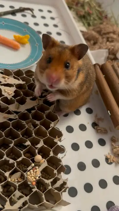 Munchie is looking for a home , View more