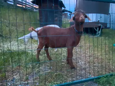 Boer Cross Billy goat, View more