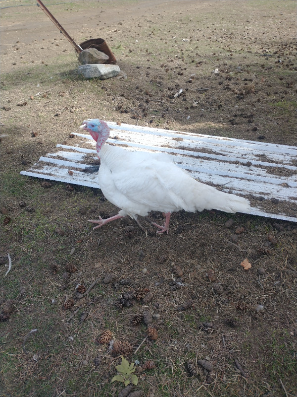 Turkey Tom for breeding or in Birds for Rehoming in Vernon - Image 2