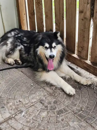 husky/malamute male dog, View more