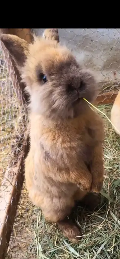 Giving Away Your Rabbit/Rabbits? WE CAN HELP, View more