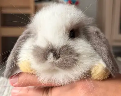 Bunny - holland lop boy, View more