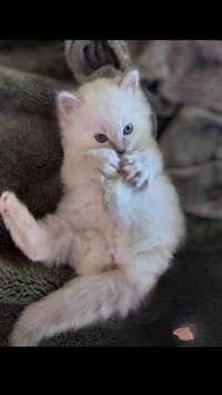 Purebred Ragdoll kittens.. Update on next litter!!