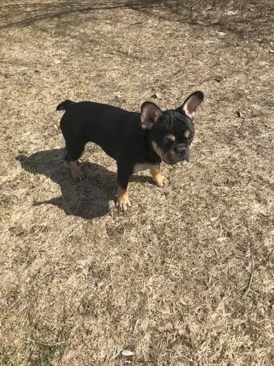 CKC registered French bulldog pup, black and tan is a girl born Nov 11th/2024 $2500 pet price. Paren...
