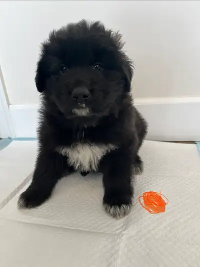 Maremma cross puppies to rehome, View more