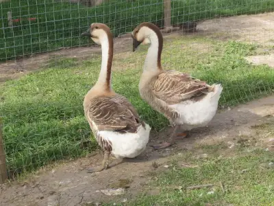 For sale: 2 Super African Dewlap Geese; most likely a pair, but I can't guarantee. One year old. Ver...