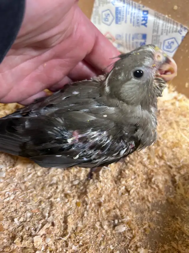 Handfed white face baby cockatiels in Birds for Rehoming in Saskatoon - Image 3