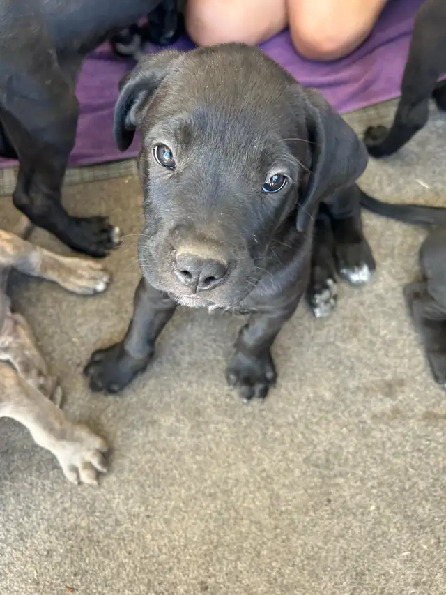 Cane corso/Great Dane puppies ready in 2 weeks with first shots. in Dogs & Puppies for Rehoming in Penticton - Image 4
