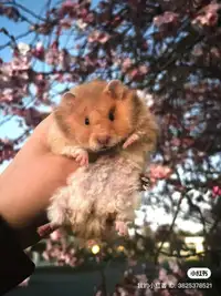 healthy and handtame syrian hamster