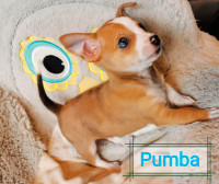 Chihuahua mix puppy **last one**