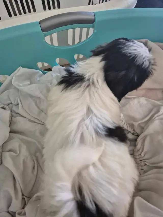 Minature schnauzer cross shihtzu boy in Dogs & Puppies for Rehoming in Owen Sound - Image 6