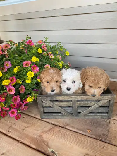 Adorable Bichonpoo Puppies, View more