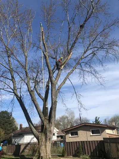 TREE REMOVAL TREE CUTTING, View more