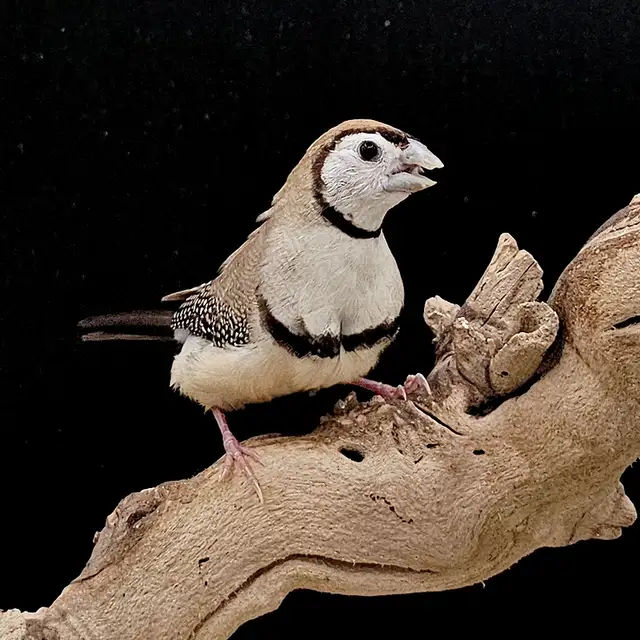 DIAMANT BICHENOW M/F DISPONIBLES in Birds for Rehoming in Saint-Jean-sur-Richelieu - Image 3