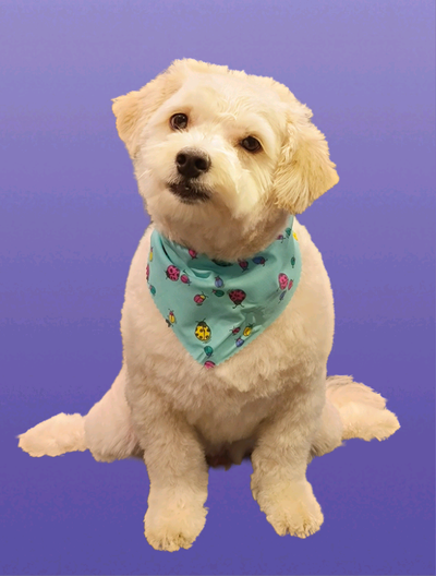 Homebased groomer in Scarborough. One dog at the time, no cage drying. All breeds and sizes. Prices...