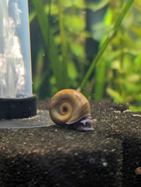 Ramshorn Snails