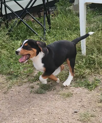 Beagle x mini aussie/jack russel, View more