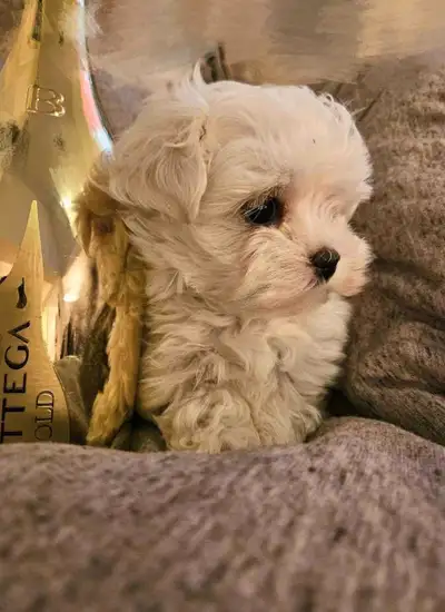 purebred premium mini Korean Maltese puppies, View more