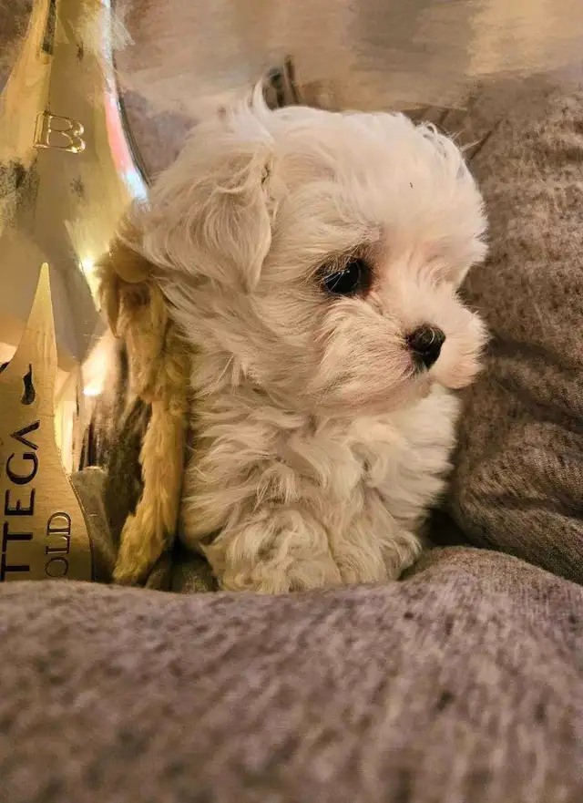 purebred premium mini Korean Maltese puppies in Dogs & Puppies for Rehoming in Kitchener / Waterloo - Image 2