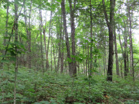 Terre à bois 105 acres au Témiscouata
