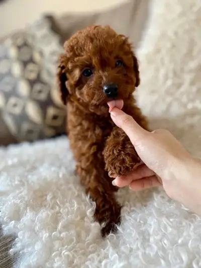 We have two beautiful Toy Poodle puppies looking for their forever homes: One red male One apricot f...