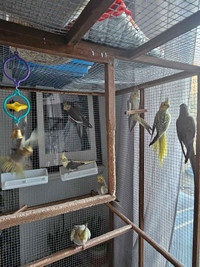 COCKATIELS MALE AND FEMALE 