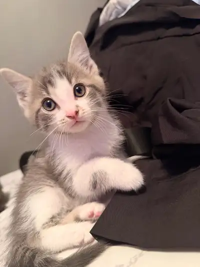 MALE White/Grey Tabby pick up in Vancouver, View more