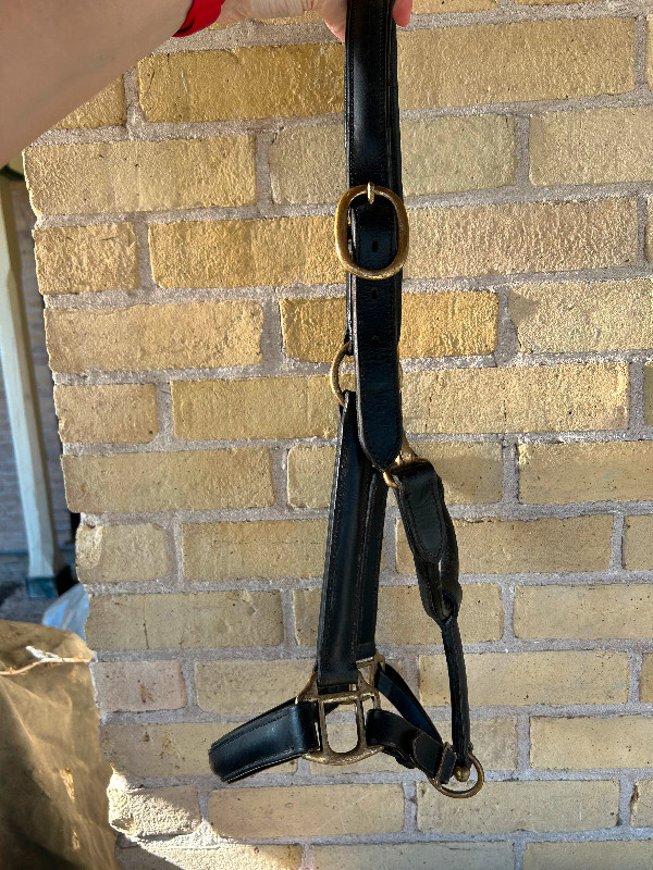 Full size Leather horse Halter in Equestrian & Livestock Accessories in Peterborough - Image 3