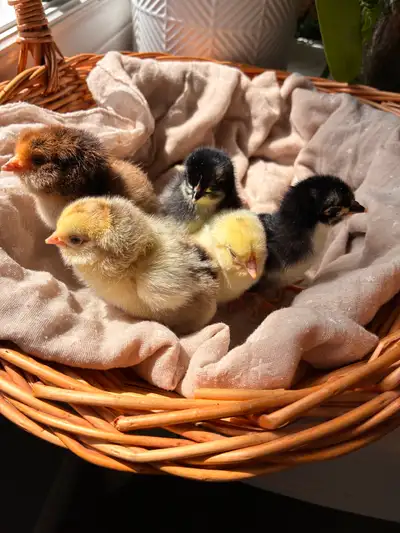 Baby chicks for sale, View more