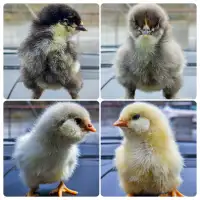 Chicks Chicks Chicks!