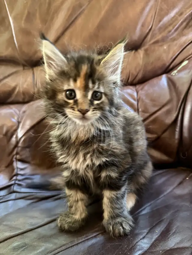 Registered Maine Coon Kittens