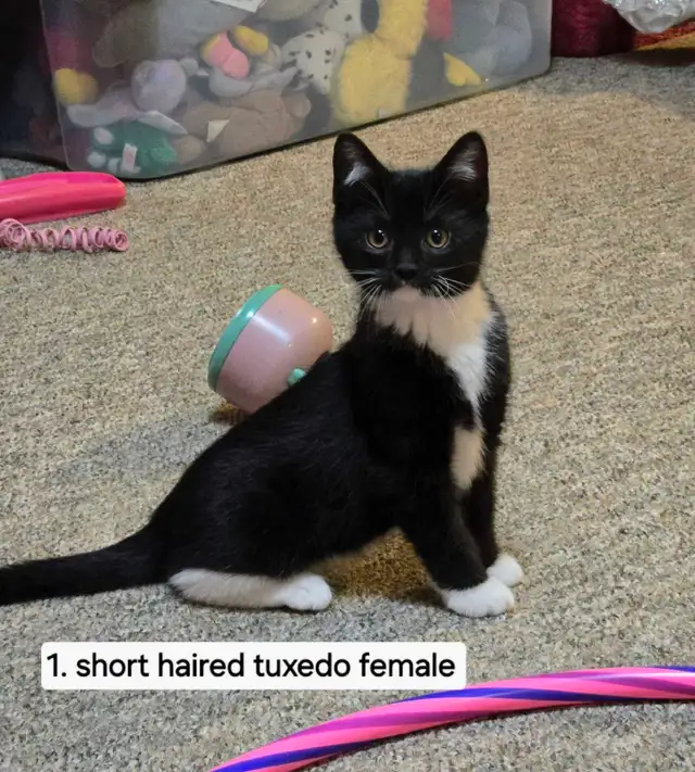 Cute Kittens in Cats & Kittens for Rehoming in Annapolis Valley - Image 2