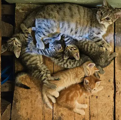 Kittens, View more