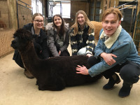 Friendly Alpaca Farm Tours