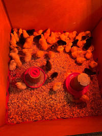 Chicks for sale 