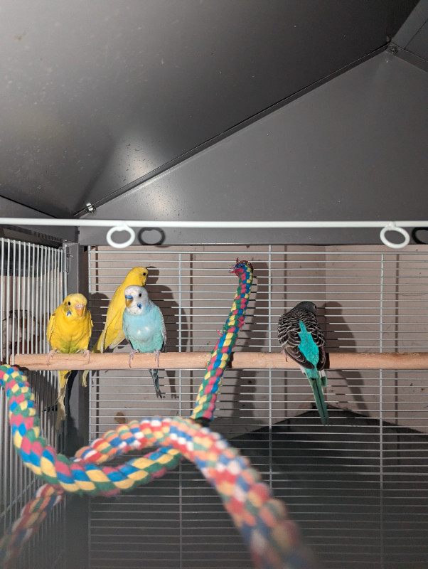 5 budgies for free in Birds for Rehoming in Sault Ste. Marie - Image 2