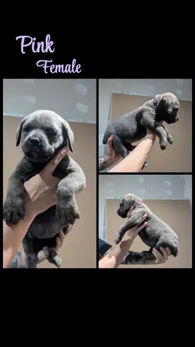 cane corso, READY TO GO!, View more