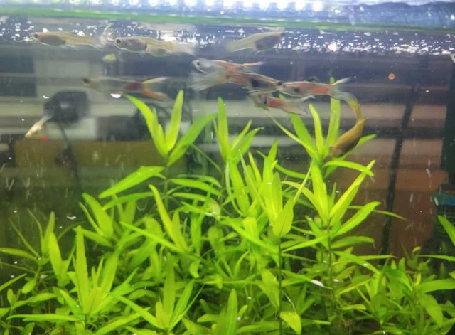 Male Fancy Guppy Fish For Sale! in Fish for Rehoming in Ottawa - Image 2