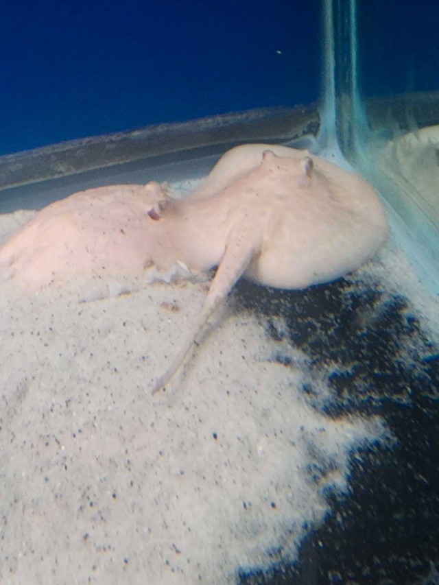 Big spot albino pearl stingray in Fish for Rehoming in Peterborough - Image 2