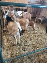 Goat herd. 