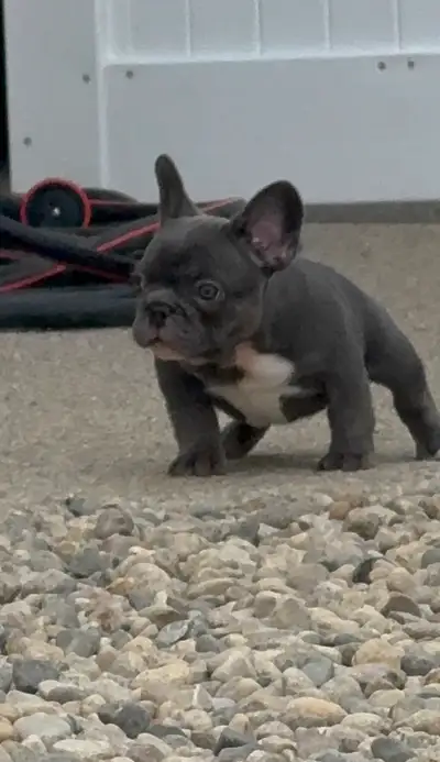 WWW.GLAMOROUSFRENCHIES.COM IG : glamorous frenchies canada Availability: *2 blue pied girls born Sep...