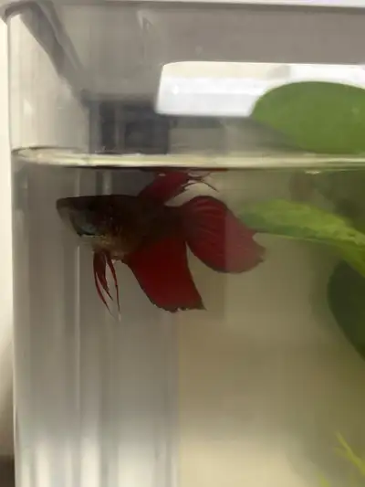 Premium betta on sale!! Contact for more info Aquarium included