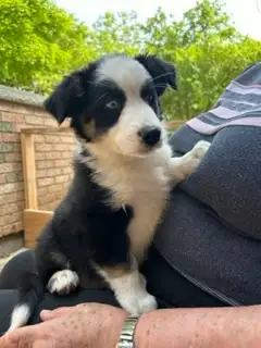 Purebred Australian Shepherd puppies born April 8, 2025. Second litter. Ready for fur-ever homes Jun...