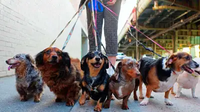 I am a 12 year old boy looking for some extra earnings. If you need to walk your dog but don't have...