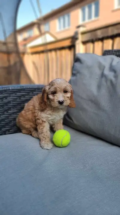 Miniature Cockapoo puppies, View more