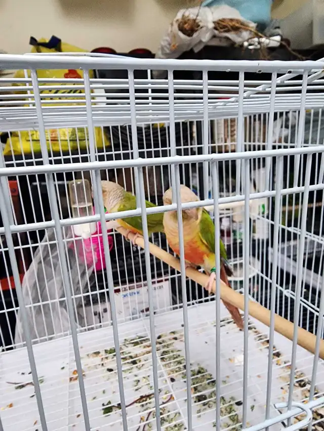 Green-Cheeked Conures for sale | Birds for Rehoming | Windsor Region ...
