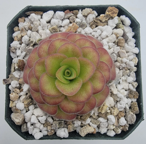 Pinguicula Agnata El Lobo x Huahuapan butterwort carnivorous pl in Plants, Fertilizer & Soil in City of Toronto - Image 3